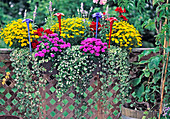 Tagetes tenuifolia 'Lulu', Pelargonium 'Meloda'