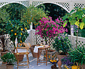 Mediterranean balcony with, Myrtus, Citrus limon