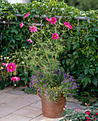 Cosmos bipinnatus (Jewel Basket)