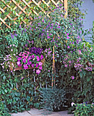 Blauer Balkon mit Solanum Rantonnetii, Scaevola