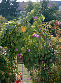 Ipomoea hybrid