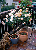Rosenstämmchen auf dem Balkon