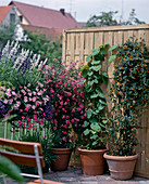 Balkon mit Kletterpflanzen