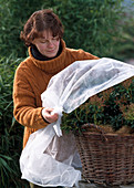Winterschutz für Pieris japonica 5.Step: Mit Vlies abdecken