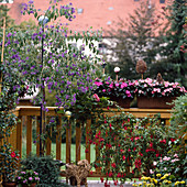 Balcony with Solanum Rantonnetii