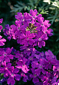 Verbena 'Tapien'