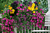 Heliotropium 'Mini Marin', Petunia 'Mini Pink'