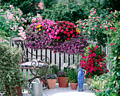 Rose 'Ballerina', Petunia 'Million Bells', Impatiens