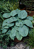 Hosta hybrid