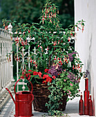 Fuchsia 'Checkerboard', begonia, heliotropium