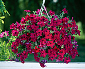 Petunia Solana Royal 'Charles'