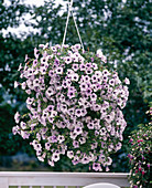 Surfinia Petunia 'Blue Vine'