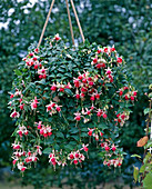 Fuchsia-HYBR. 'Ostfriesland'