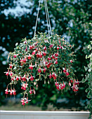 Fuchsia hybrid hanging basket