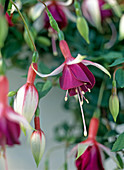 Fuchsia hybr. 'Aunti Jinks'