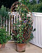 Willow trellis with Lathyrus