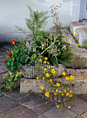 Wire basket with tropaeolum