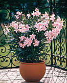 Nerium oleander