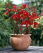 Sprekelia formosissima