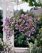 Surfinia Petunia 'Pink Vein'