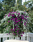 Helichrysum petiolare 'Silver', Verbena 'Tapien'Blue