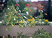 Helichrysum 'Rondello', Thunbergia alata, Lantana hybride