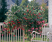 Fuchsia hybrids