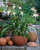 Hymenocallis narcissiflora