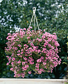 Verbena hybrid