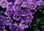 Surfinia petunia 'Million Bells' blue