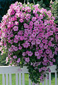 Surfinia Petunia 'Pastel Surfinia'