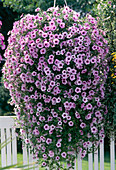 Surfinia Petunia 'Pink Vein'