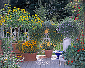 Yellow balcony: Cassia corymbosa, patio rose