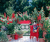 Red balcony: Lobelia speziosa, Dahlia hybr., Mentha, Solanum rantonnettii, Lantana, Thunbergia. Box: Salvia, Zinnia, Cuphea