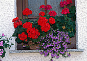 Pelargonium-zonal hybrid