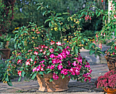 Bowl with ornamental apple and alternating underplanting (19/24)