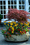 Acer palmatum 'Atropurpureum', Rudbeckia hirta