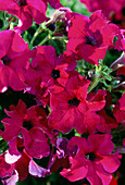 Petunia Solana Royal Liebig 'Charles'