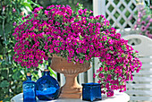 Petunia 'Million Bells'