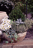 Chrysanthemum, Hedera helix, Boxwood, Calluna vulgaris, Gypsophila