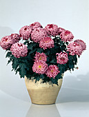 Dendranthema indicum, autumn chrysanthemums