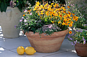 Calceolaria, Devil's claw, Thyme