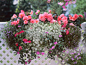 Begonia 'Nonstop Light Pink', Lobularia maritima