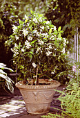 Trachelospermum jasminoides