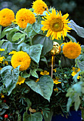 Helianthus annuus