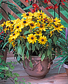 Rudbeckia hirta