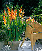 Gladiolus hybrids