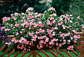 Impatiens walleriana-Hybride, 'Accent Korallenrosa'