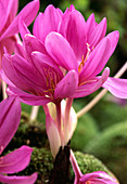 Colchicum 'Lilac Wonder' (Herbstzeitlose)