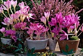 Colchicum gigantea, Colchicum cilicum, Colchicum 'Lilac Wonder'